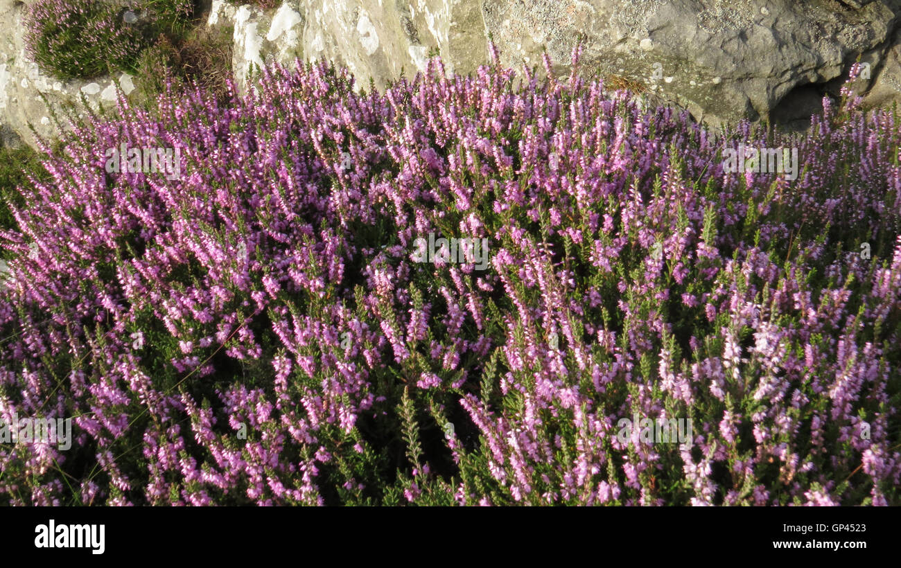 HEATHER aka Ling (Caluna vulgaris)  on limestone in Northumberland. Photo Tony Gale Stock Photo