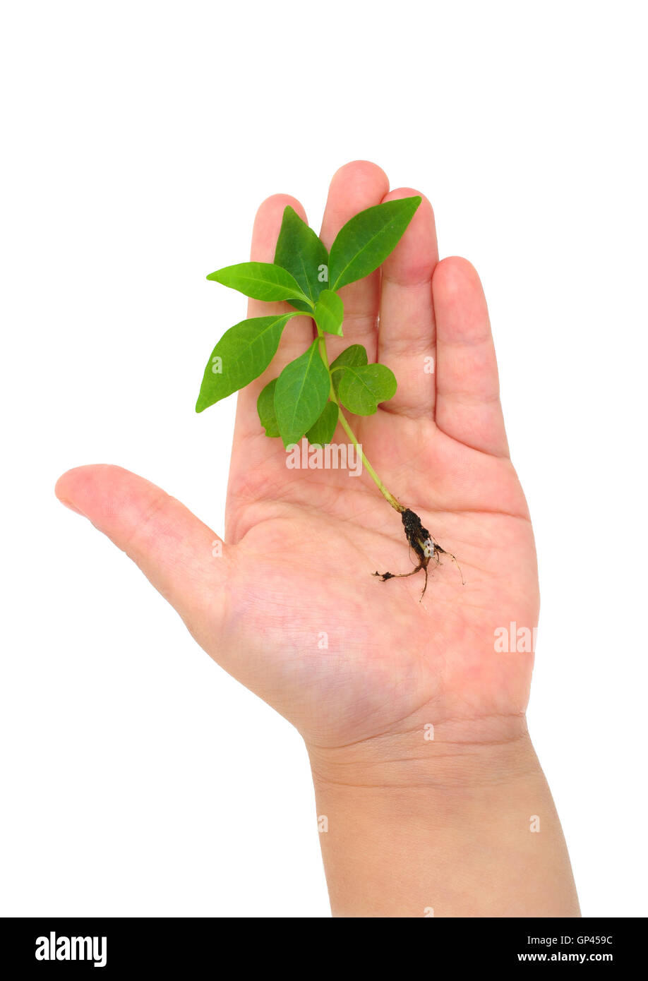 Tree Safe Hand Children hand tree safe hi-res stock photography and images - Alamy