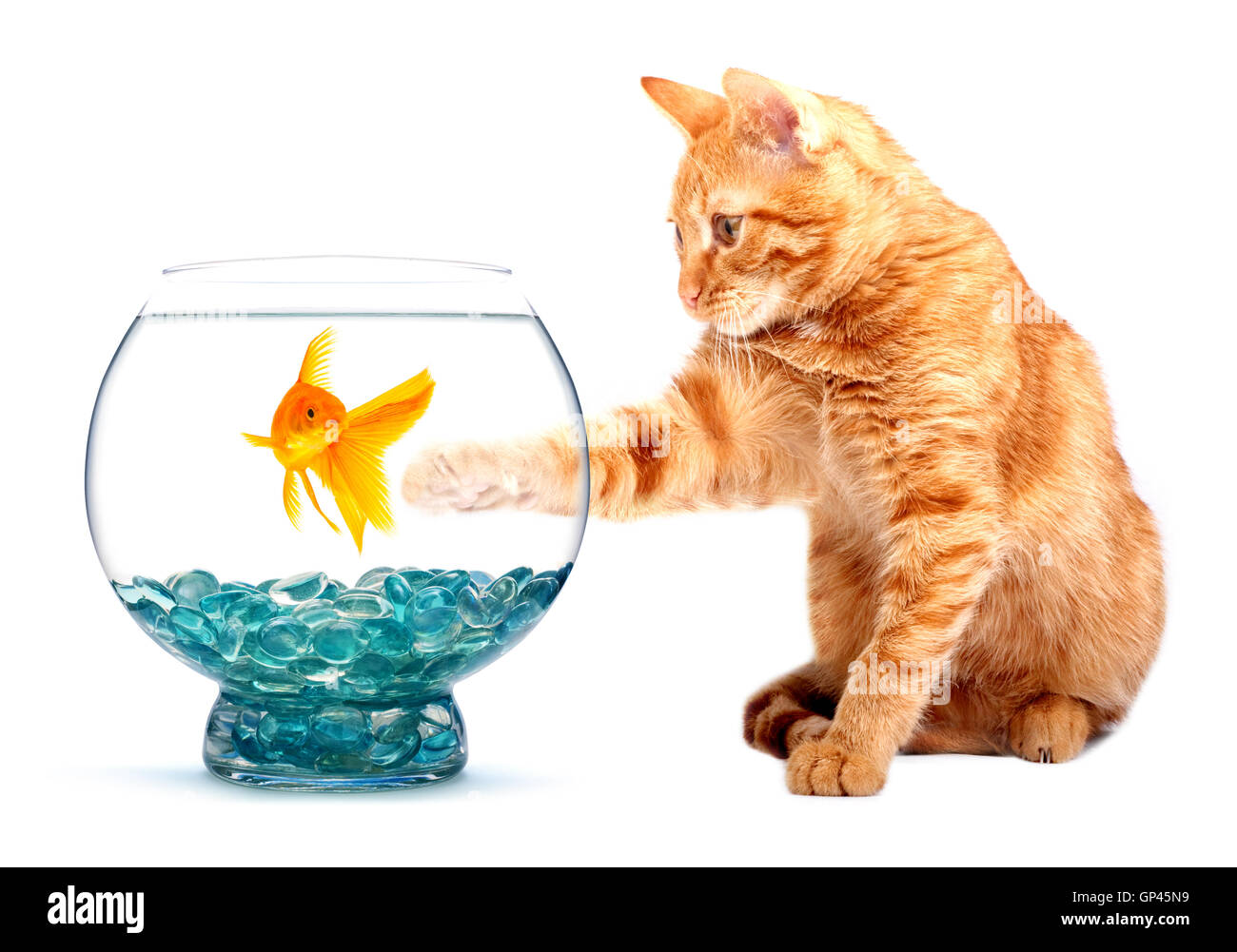 Goldfish and cat Stock Photo Alamy