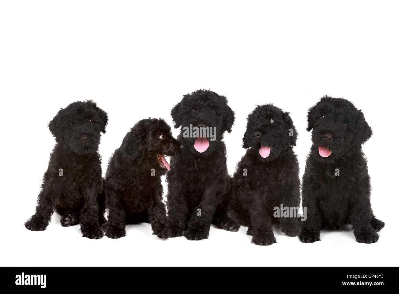 Group of Black Russian Terrier Puppies Stock Photo