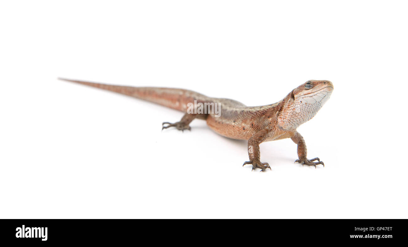 Li Lizard Llizard hi-res stock photography and images - Alamy