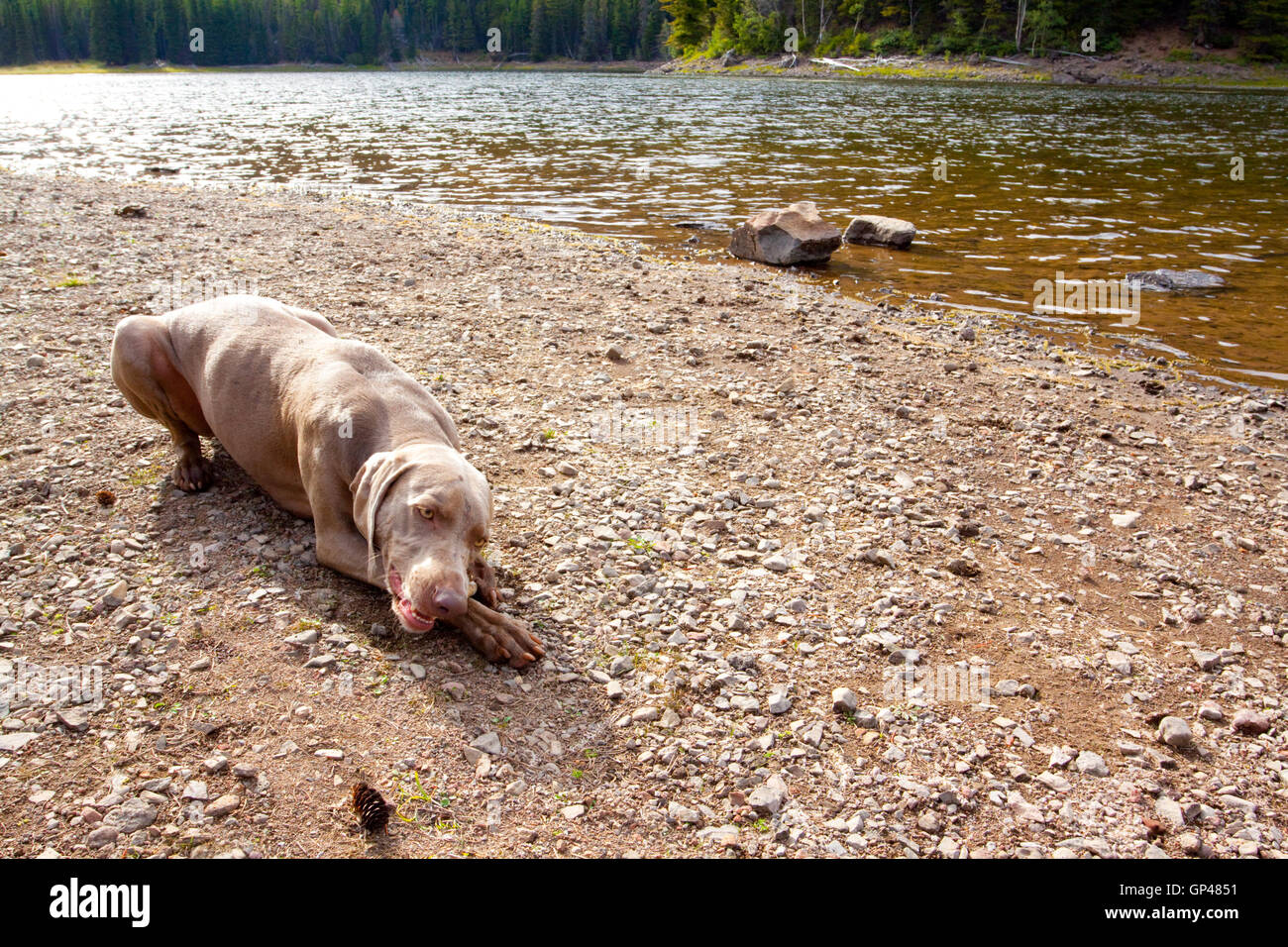 Dog Chewing Stick Stock Photo Alamy