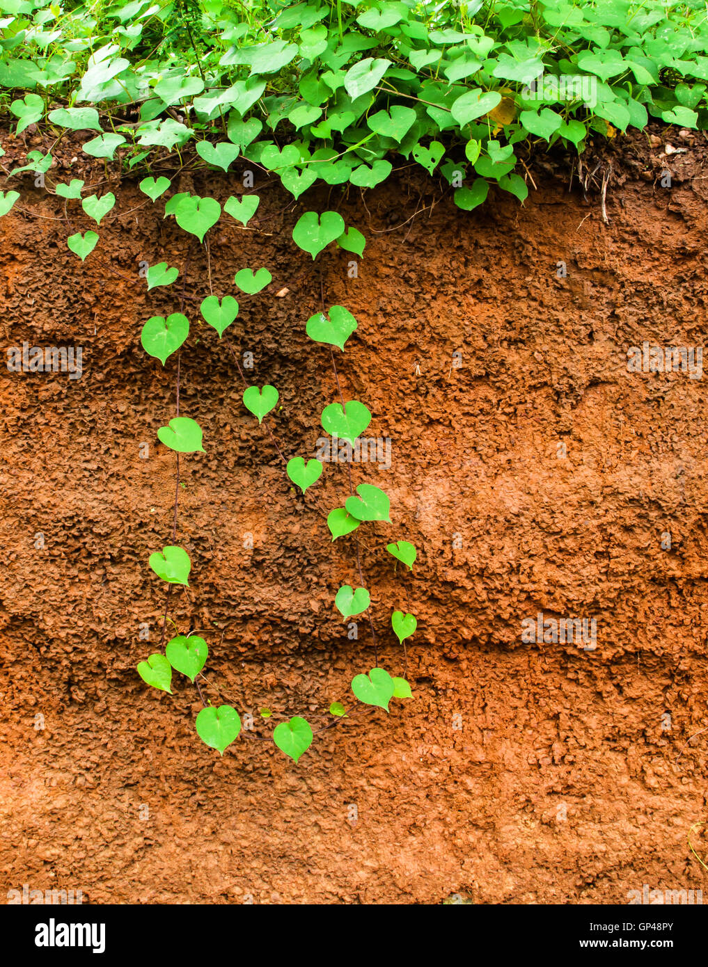 green heart leaf and underground red gravel beneath Stock Photo Alamy