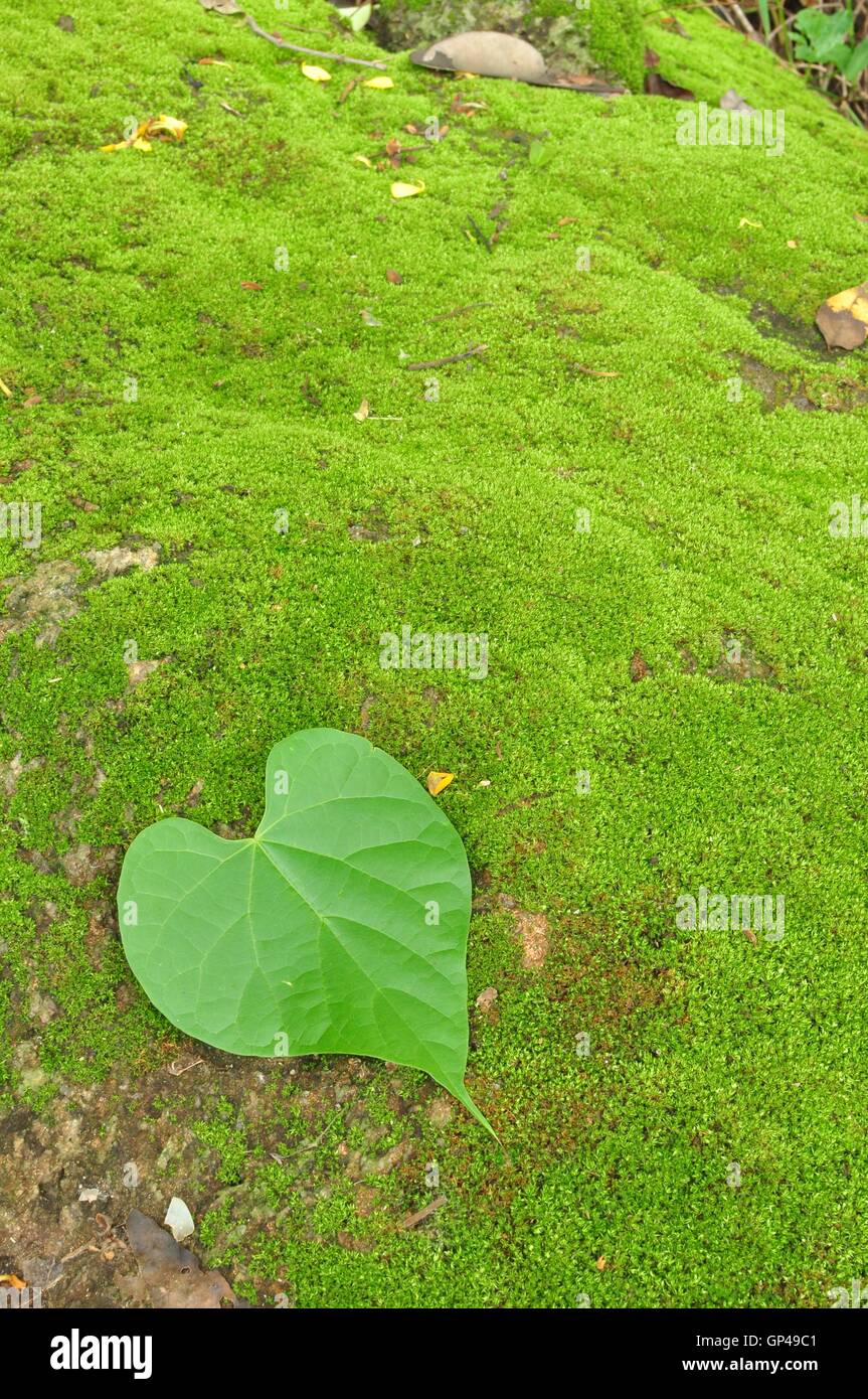 Green Heart Leaf on moss background Stock Photo - Alamy