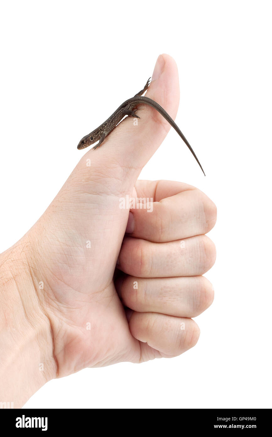 Lizard in the hand Stock Photo