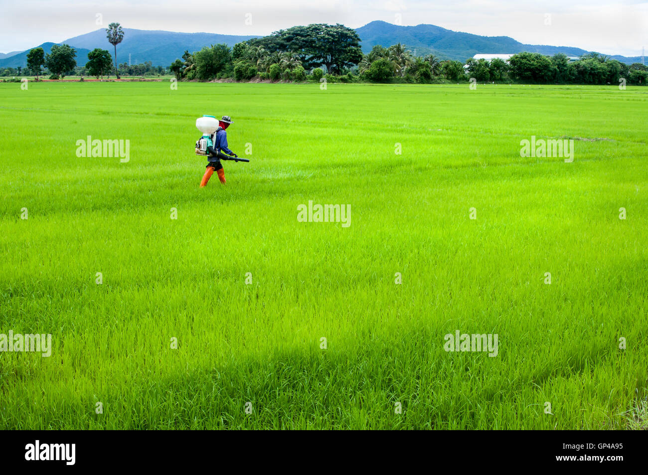 farmer spray insecticide Stock Photo - Alamy