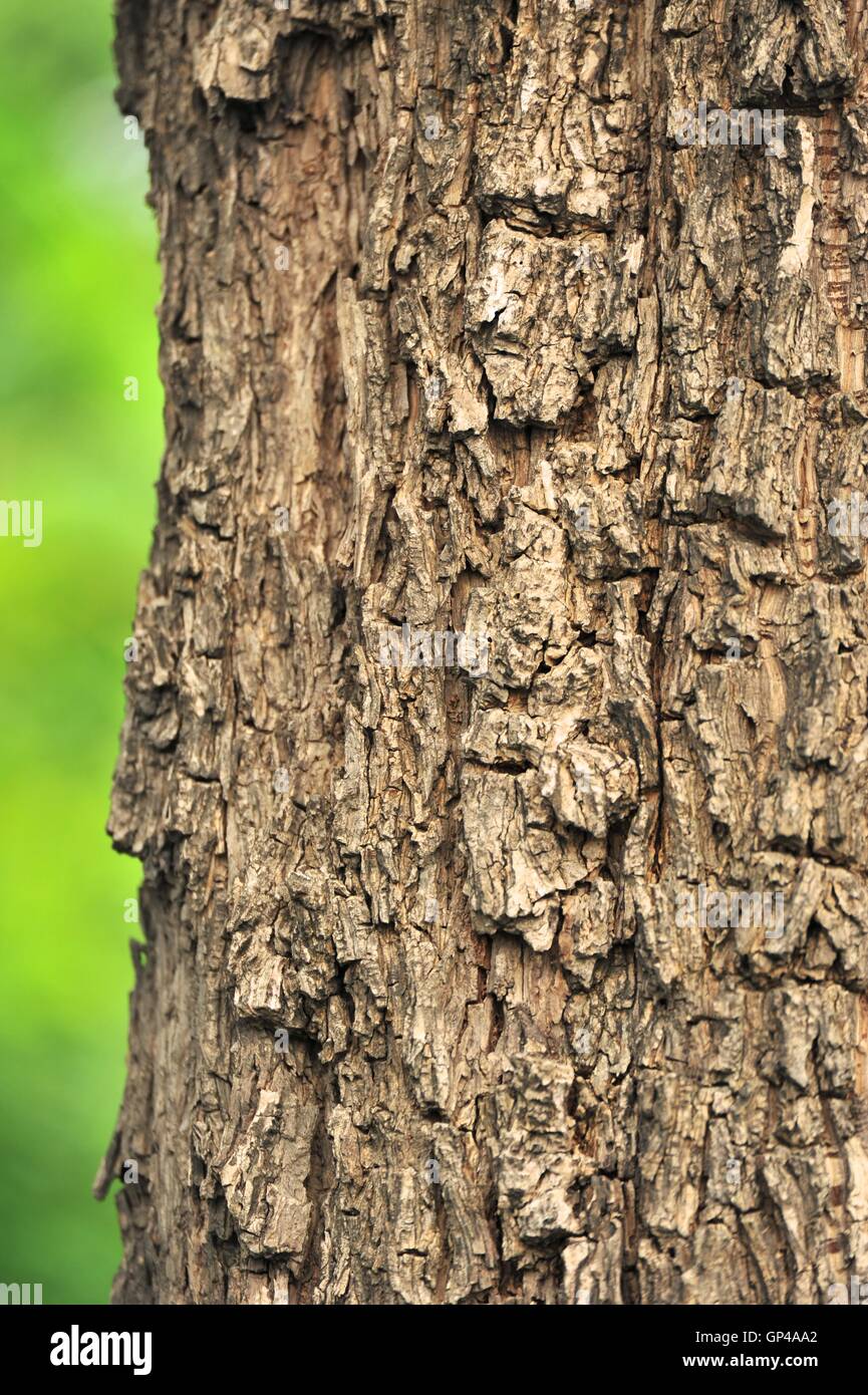 Pecan Tree Bark High Resolution Stock Photography And Images Alamy