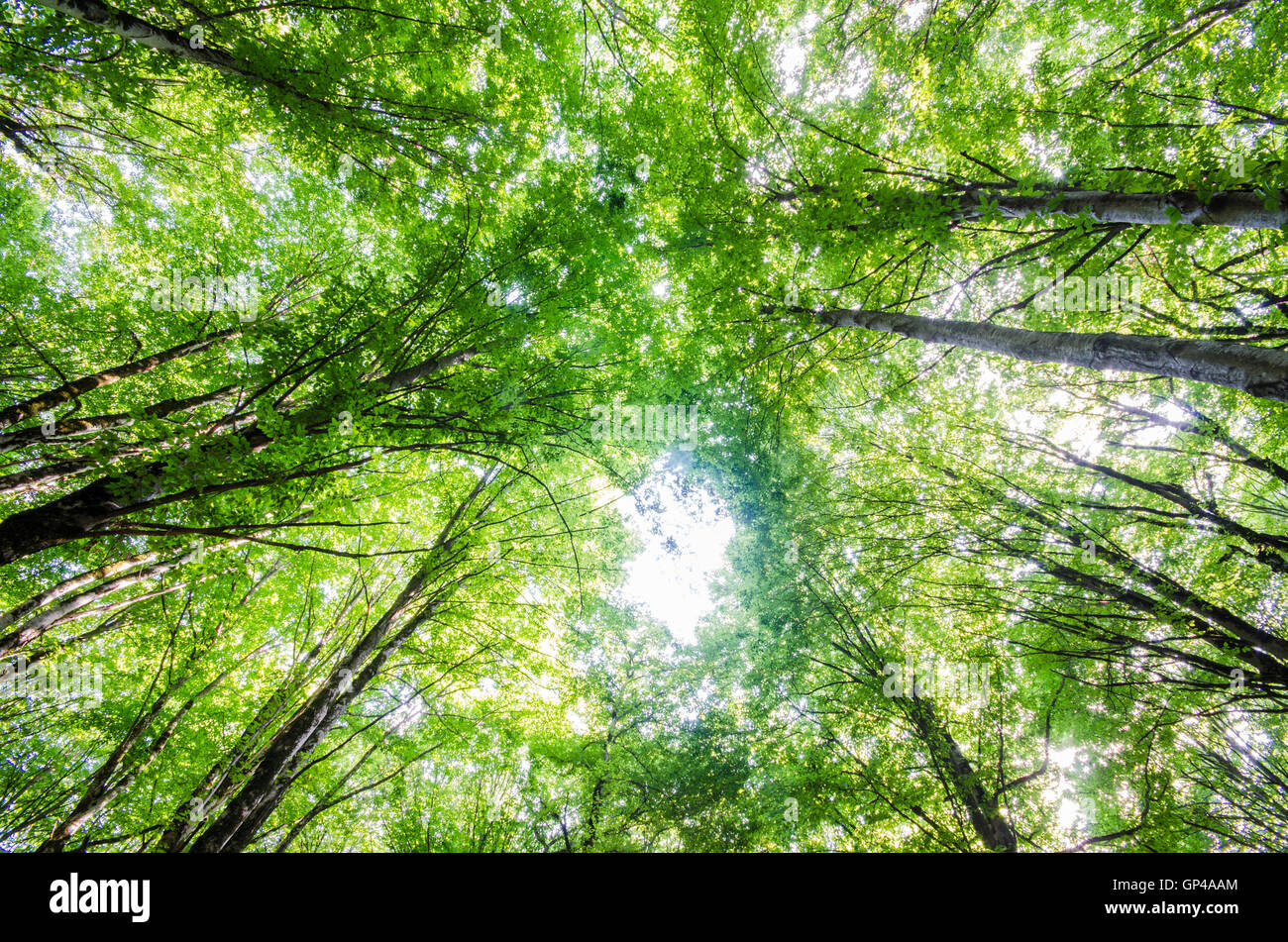 Green forest during bright summer day Stock Photo - Alamy