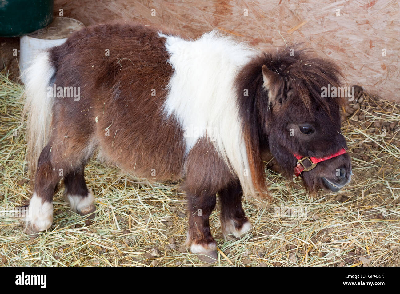 Miniature Dwarf Horse Stock Photo Alamy