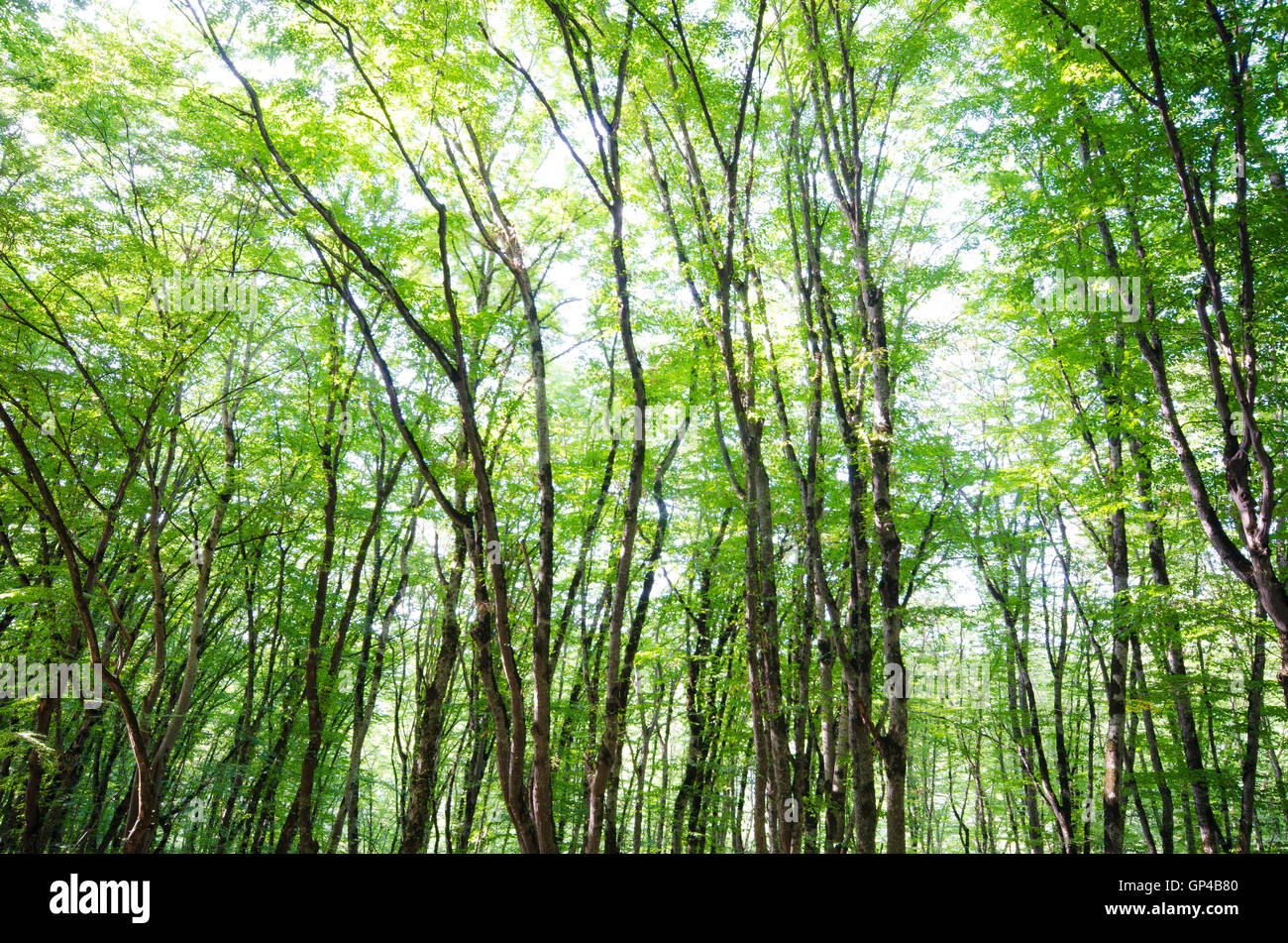 Green forest in bright summer day Stock Photo - Alamy