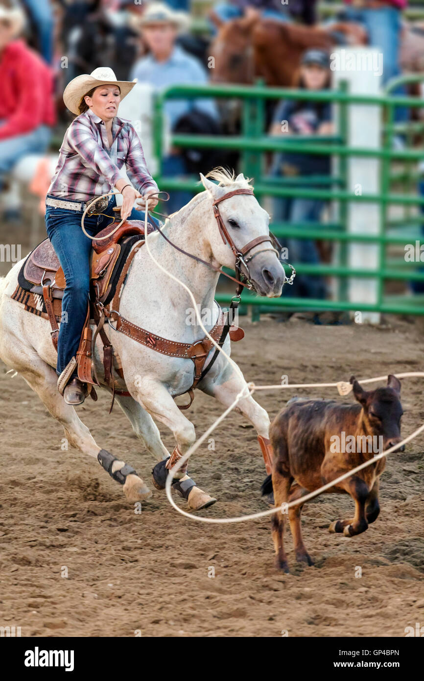 Rodeo cowgirl on horseback competing in calf roping, or tie-down roping event, Chaffee County Fair & Rodeo, Salida, Colorado, US Stock Photo