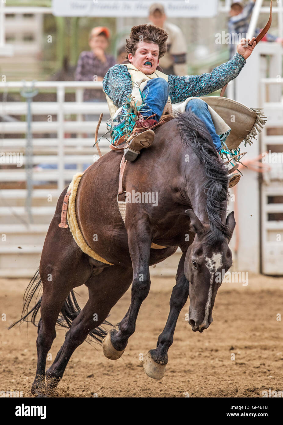 Rodeo cowboy riding a bucking horse, saddle bronc competition, Chaffee ...