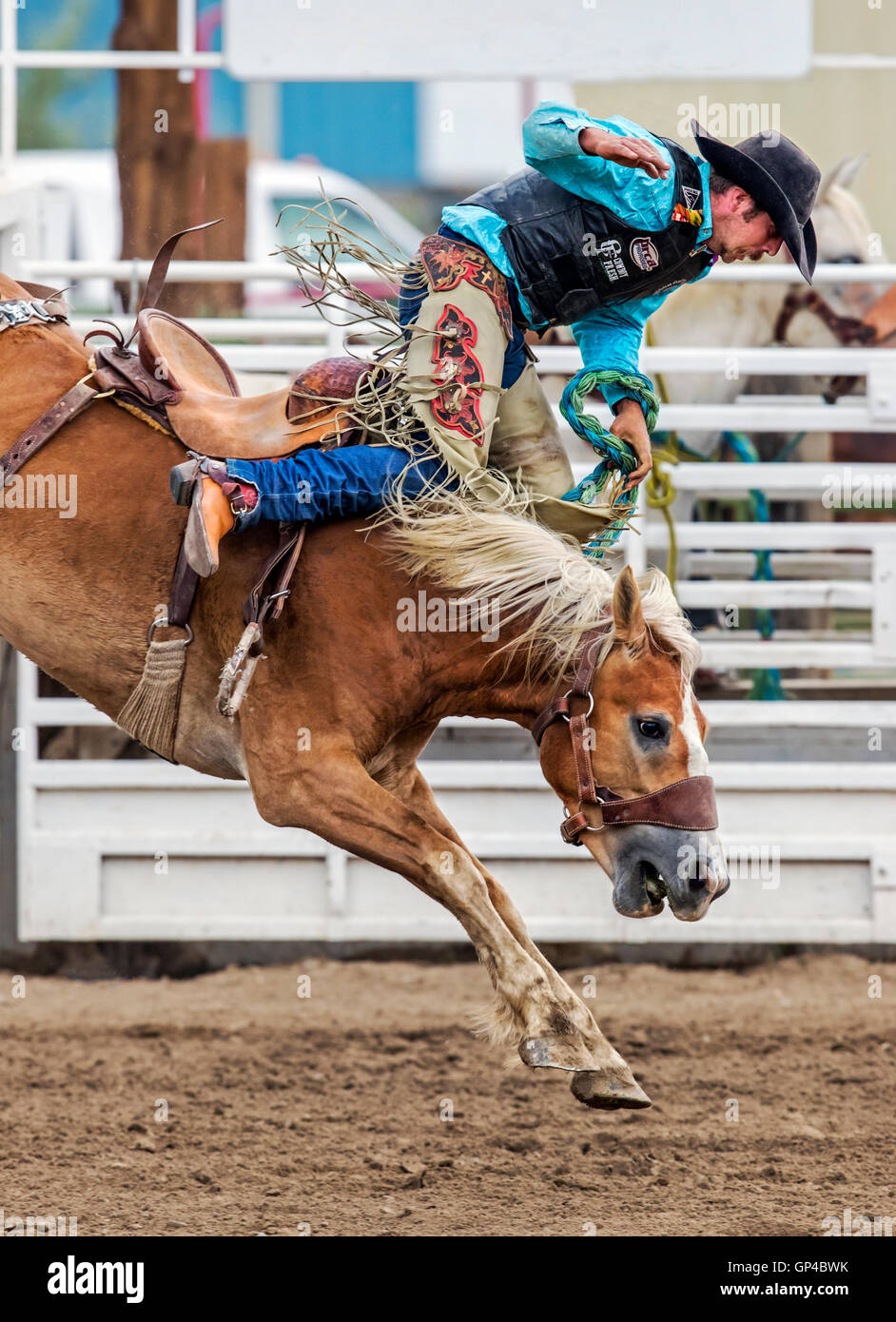 Rodeo cowboy riding a bucking horse, saddle bronc competition Stock
