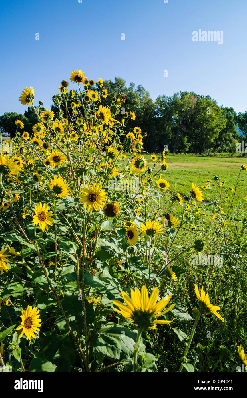 Wild Sunflower Colorado High Resolution Stock Photography and Images