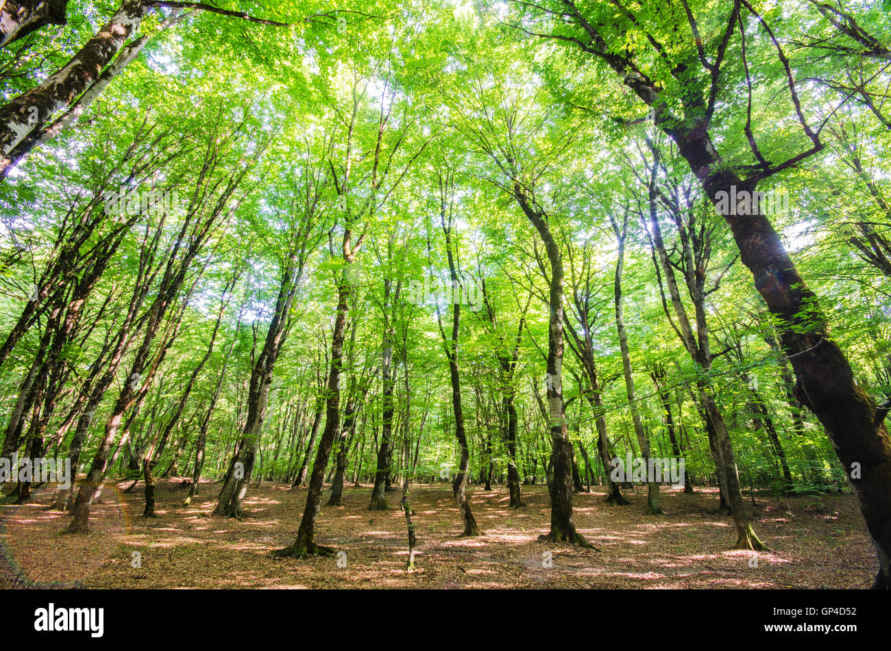 Green forest during bright summer day Stock Photo - Alamy
