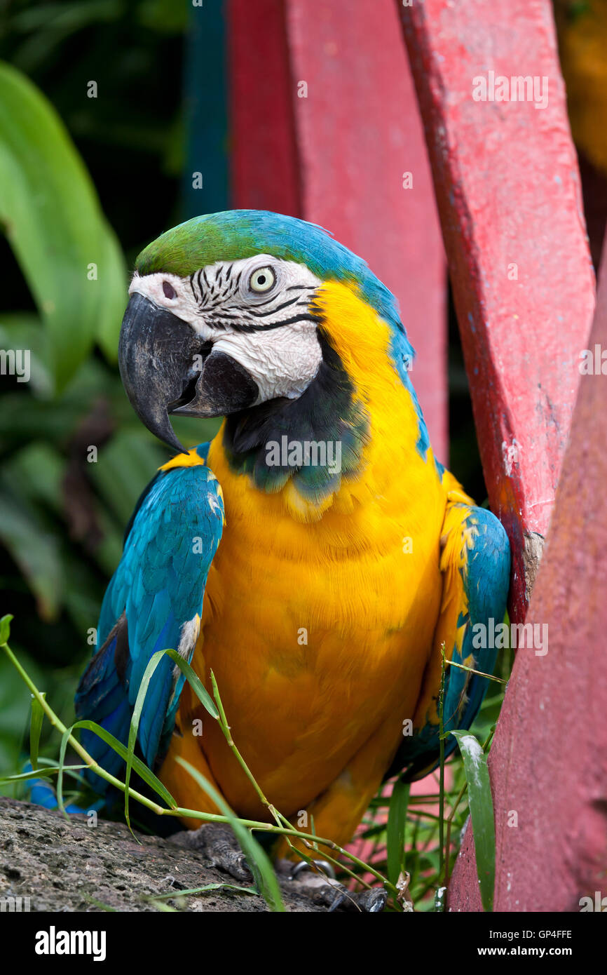 The Blueandyellow Macaw bird Stock Photo Alamy