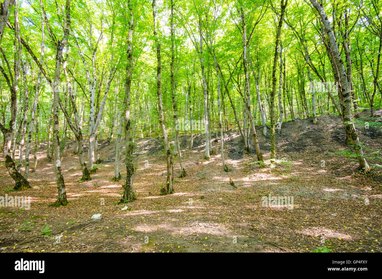 Green forest in bright summer day Stock Photo - Alamy
