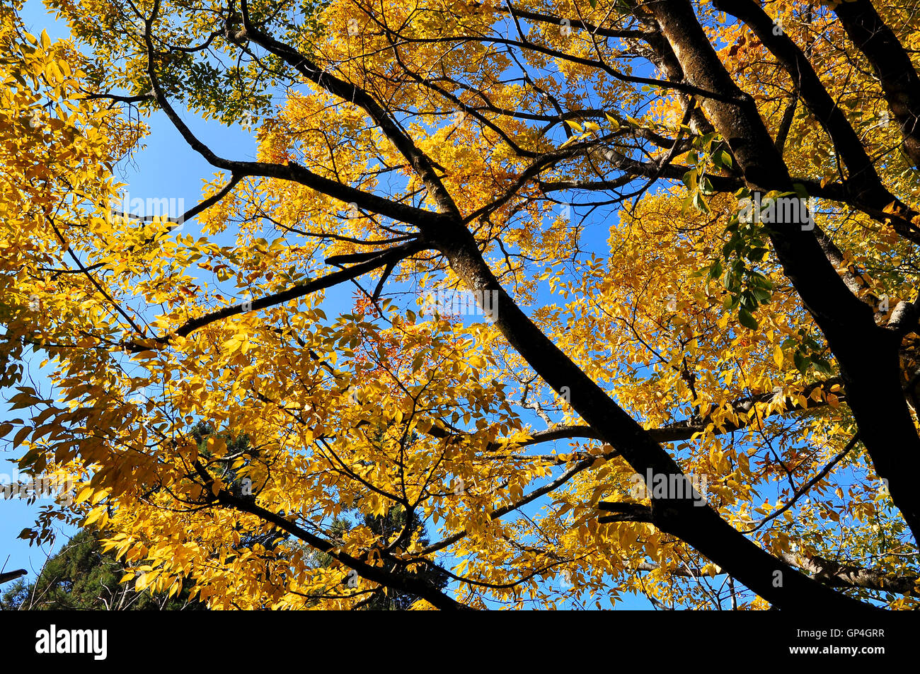 Autumn trees in a forest and clear blue sky Stock Photo - Alamy