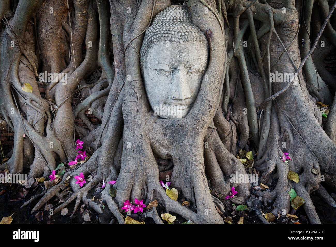 Head of Sandstone Buddha in The Tree Roots at Wat Mahathat Stock Photo