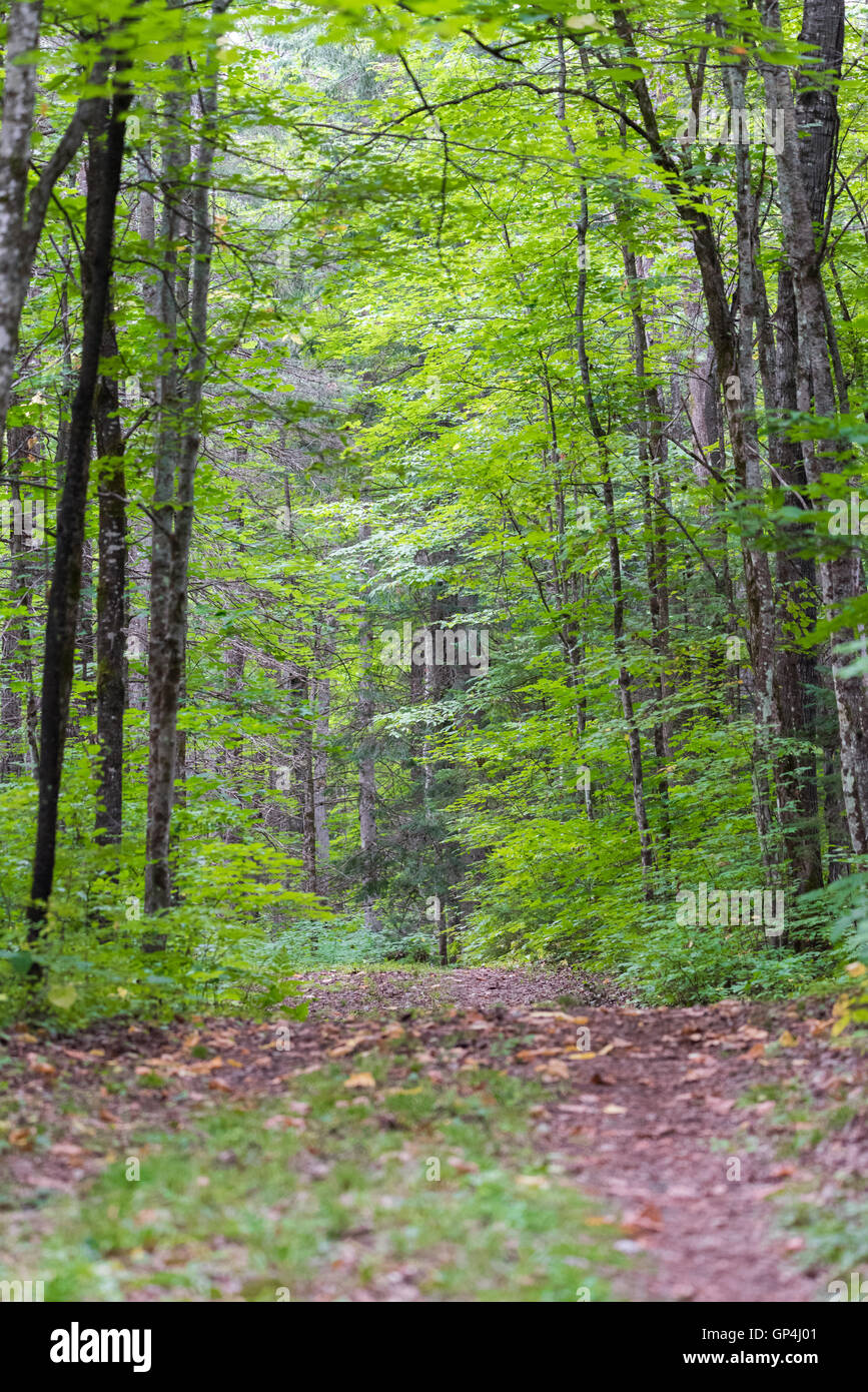 Walking trail along the interior of an Eastern Ontario forest in summer. Stock Photo