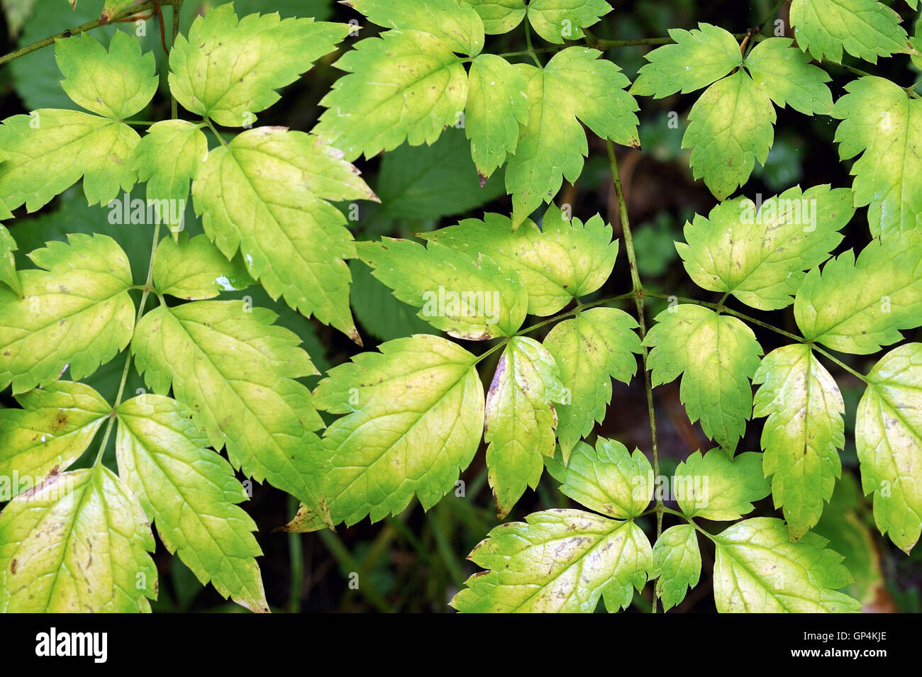 Close up background of forest plant with leaves changed color from green to yellow in beginning of autumn. Stock Photo