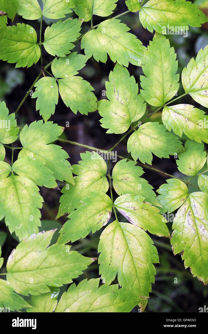 Close up background of forest plant with leaves changed color from green to yellow in beginning of autumn. Stock Photo