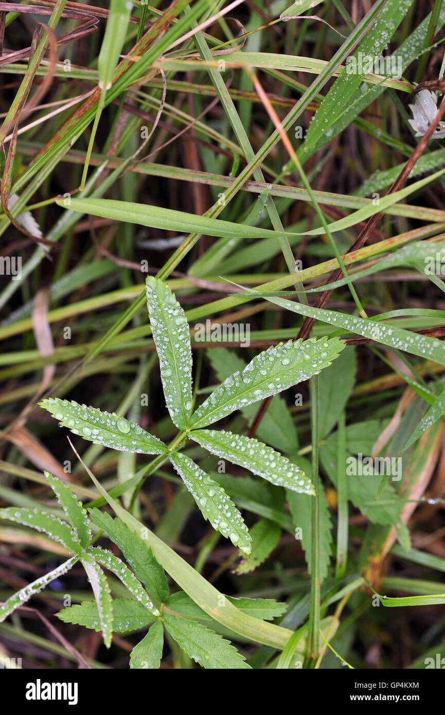 Close up of forest plants by rainy day in beginning of autumn. Stock Photo