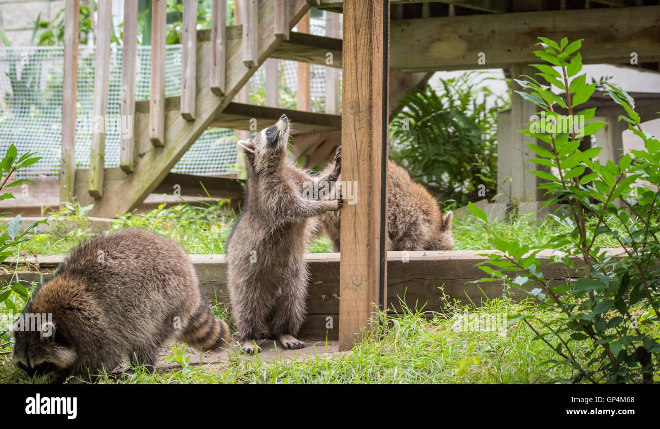 Eastern raccoons hi-res stock photography and images - Alamy
