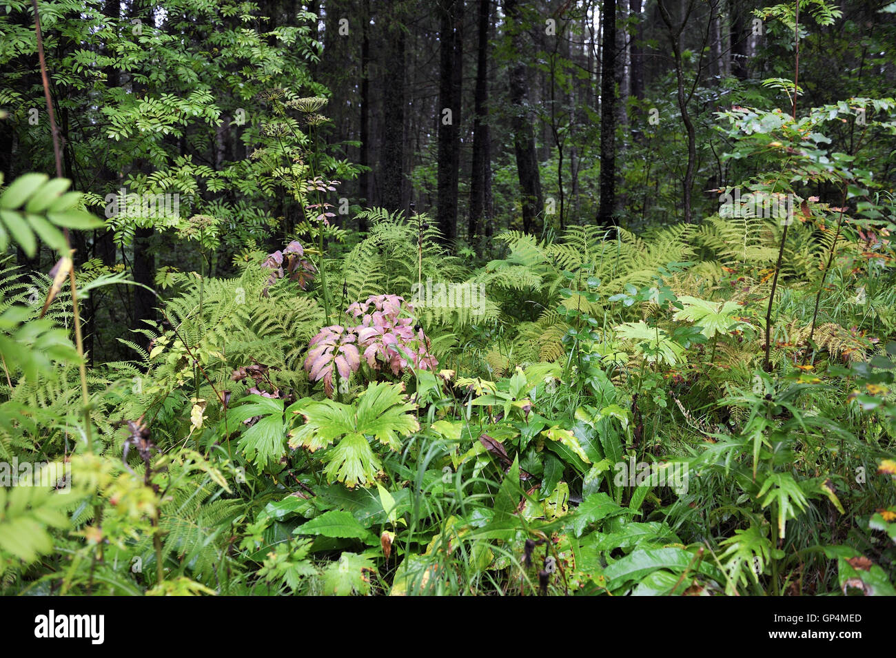Close up of forest plants by rainy day in beginning of autumn. Stock Photo