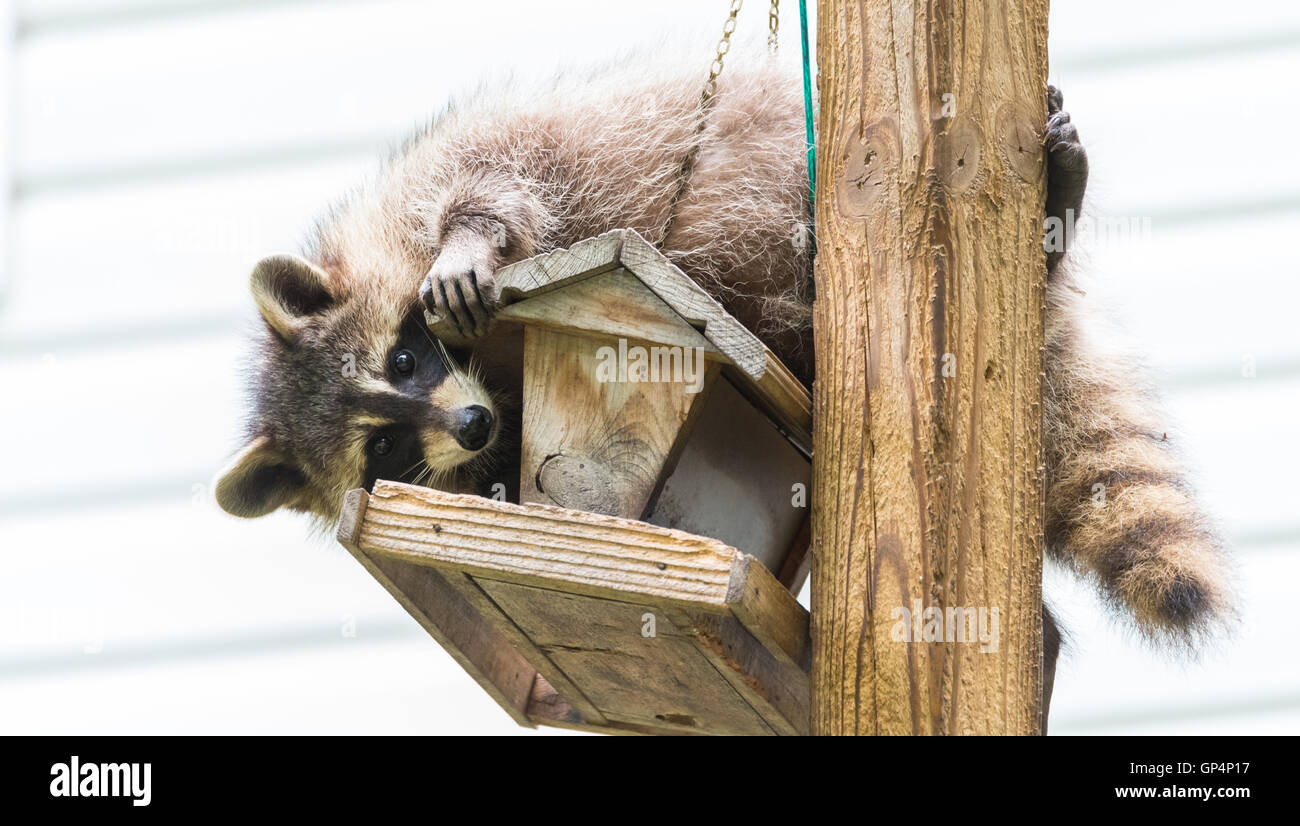 Raccoon, on a bird feeder in Eastern Ontario.  Friendly animal lovers helping the woodland critters. Stock Photo