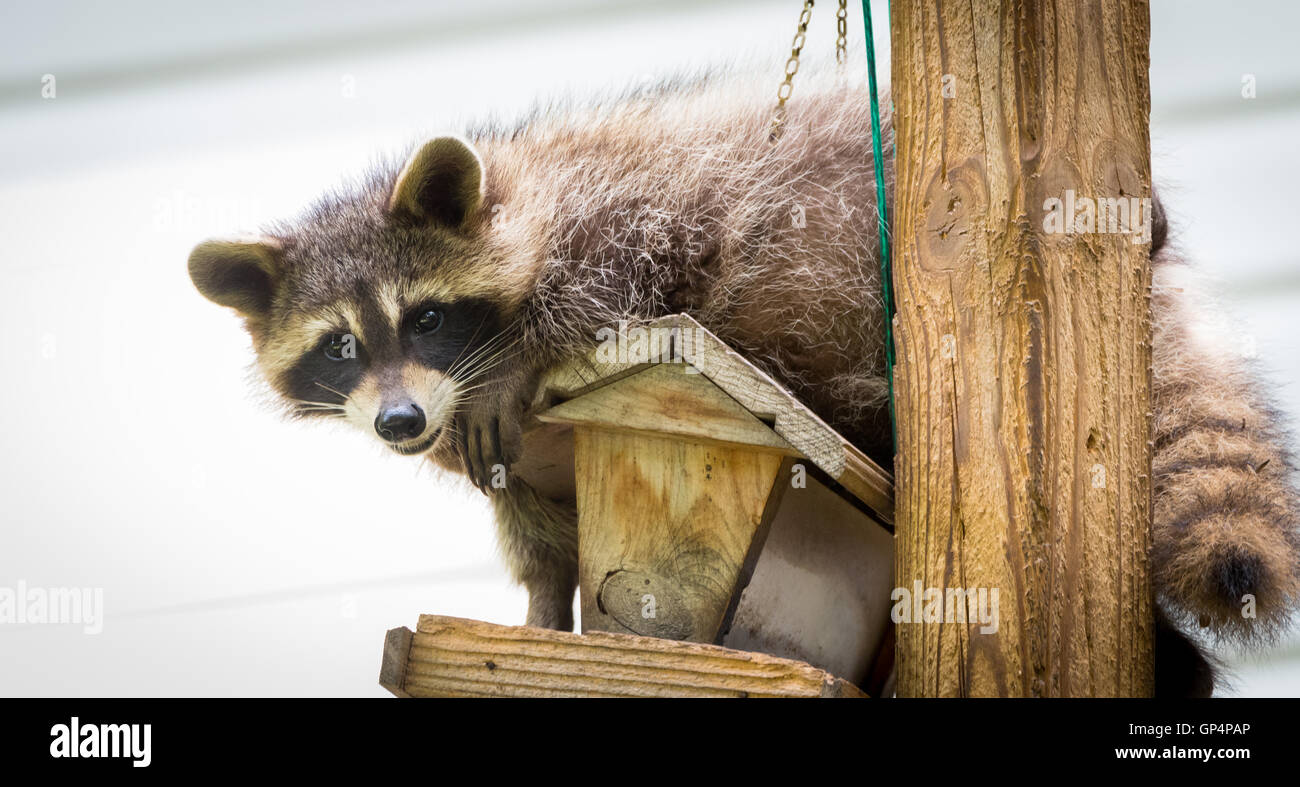 Raccoon, on a bird feeder in Eastern Ontario.  Friendly animal lovers helping the woodland critters. Stock Photo