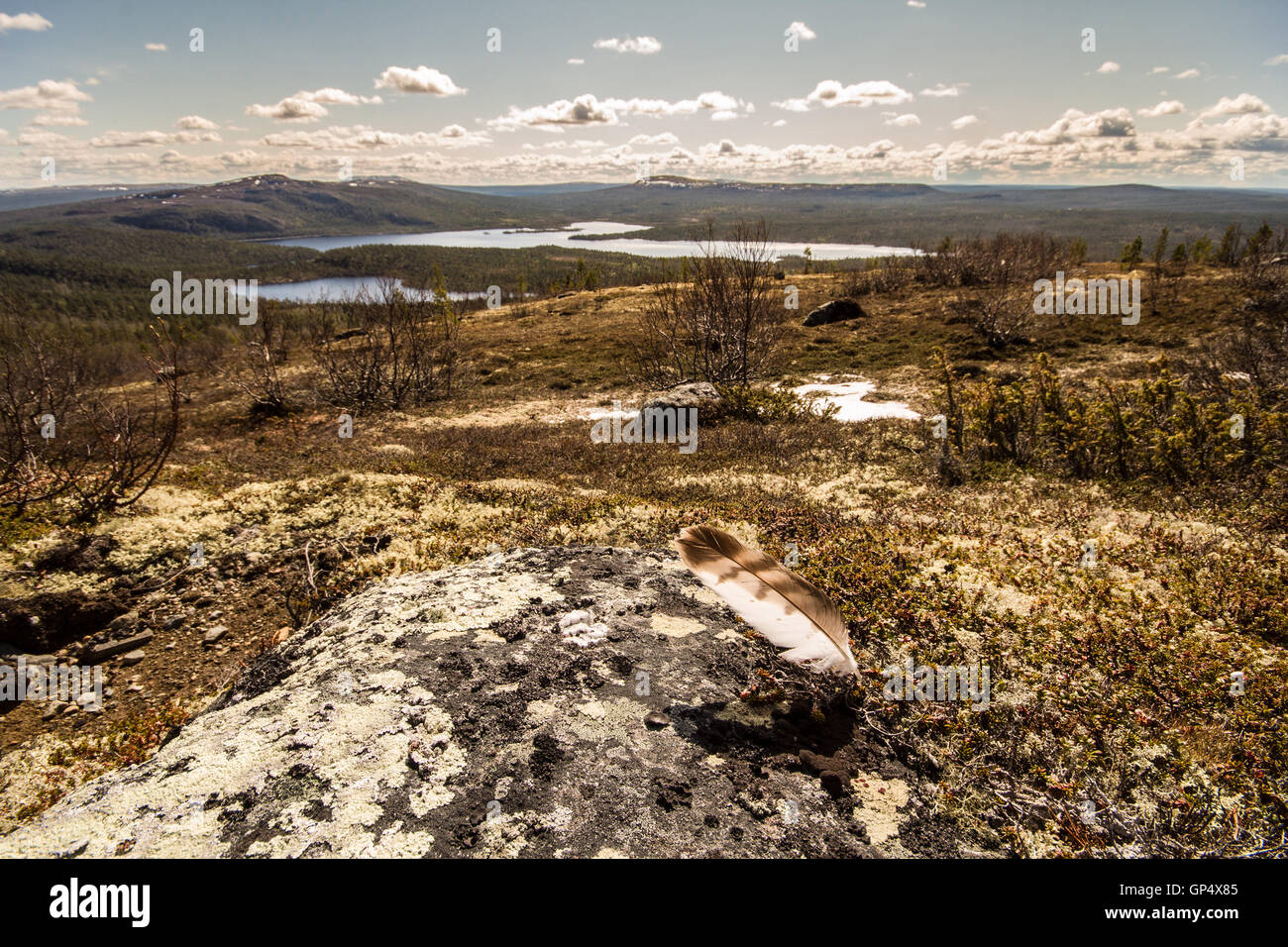 mountain tundra and forest at  bottom of  wonderful polar landscape Stock Photo