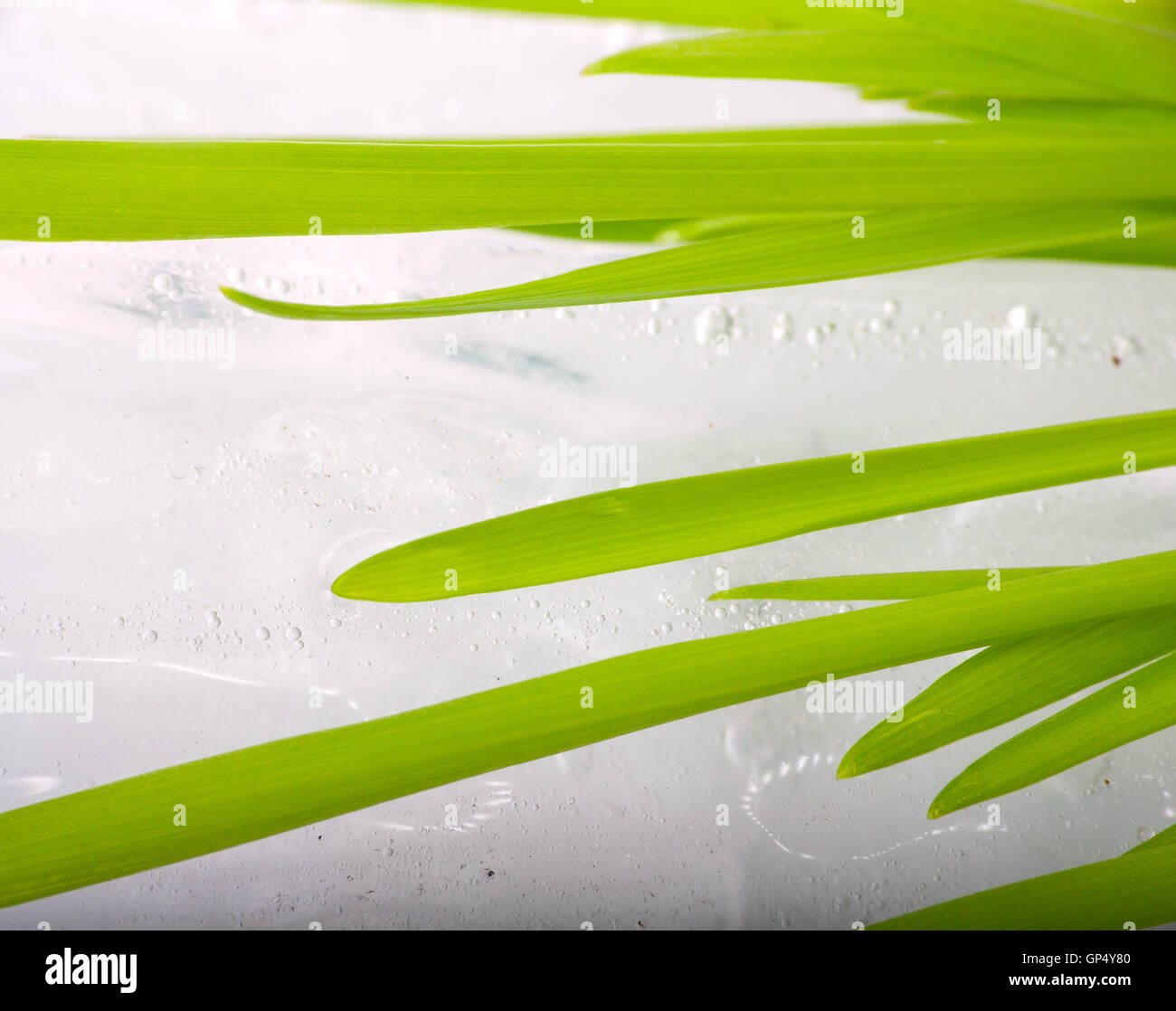 first grass has grown in early spring Stock Photo Alamy