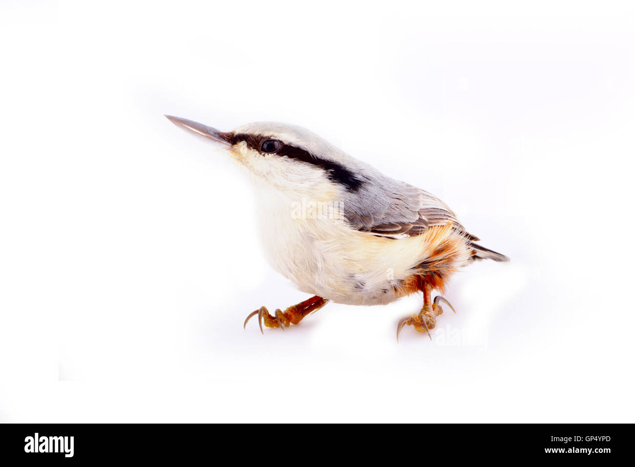 European bird nuthatch isolated on white close up Stock Photo