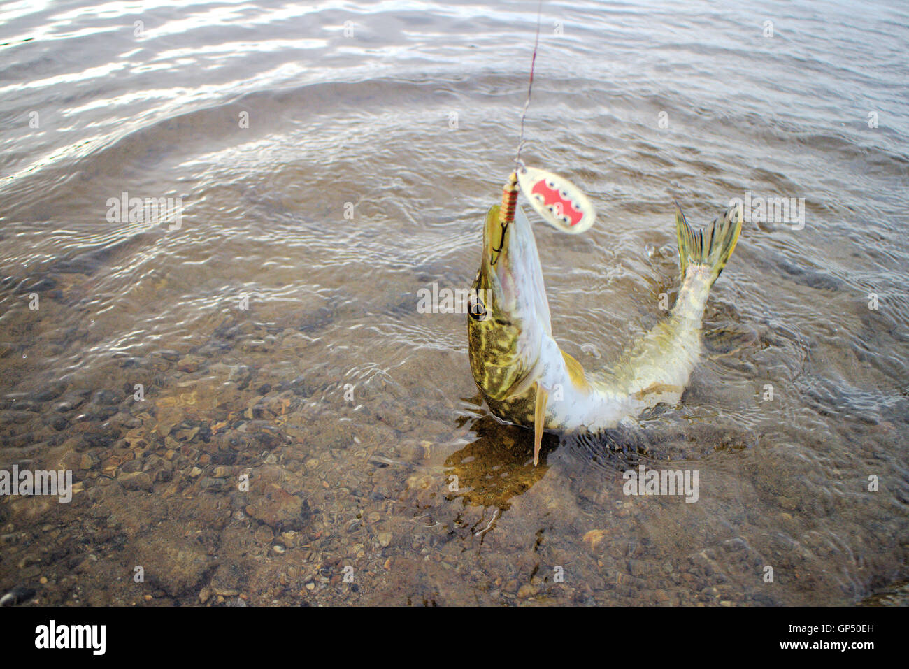 Fisherman holding northern pike with big hardbait in its mouth Stock Photo  - Alamy