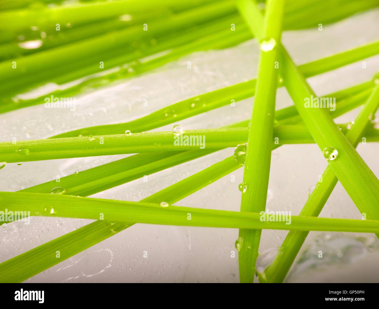 first grass has grown in early spring Stock Photo Alamy