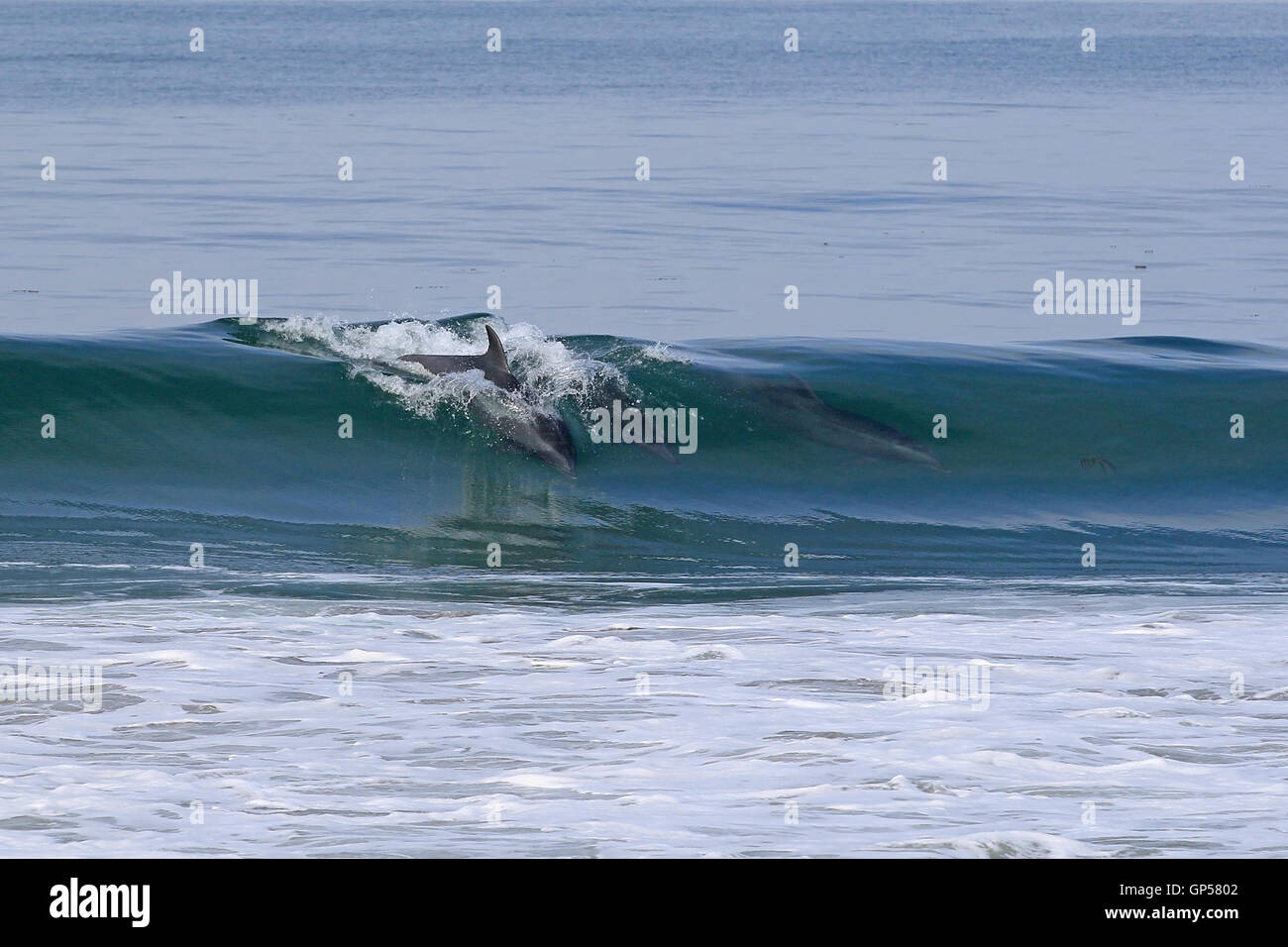 California Waves, Swim