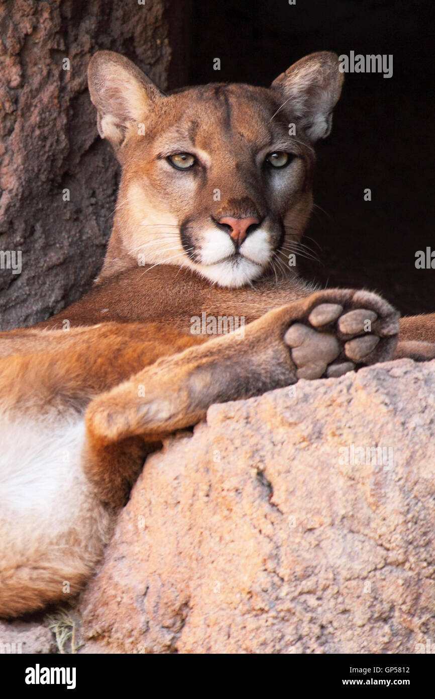 Sleeping cougar hires stock photography and images Alamy