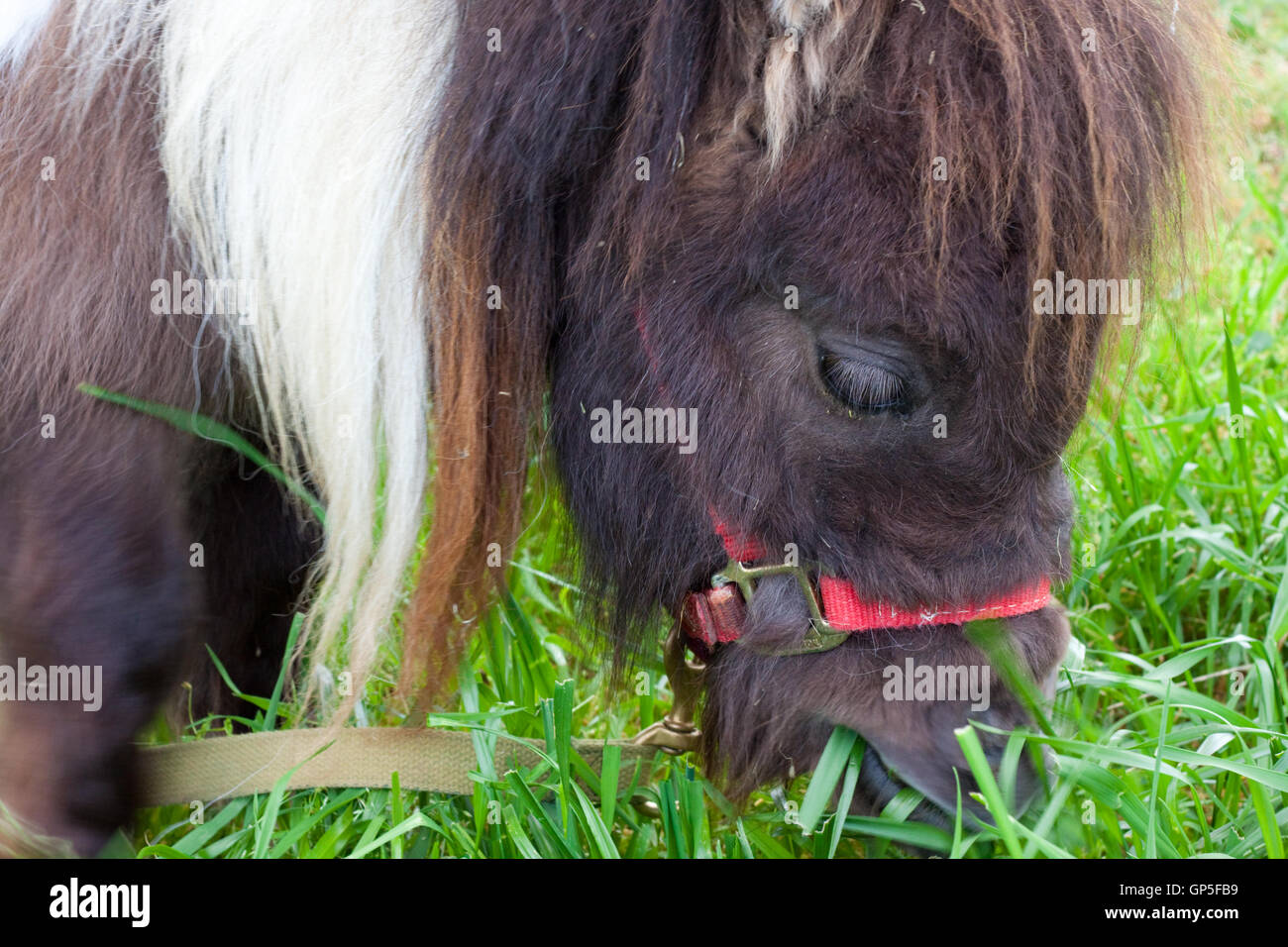 Miniature Dwarf Horse Stock Photo Alamy
