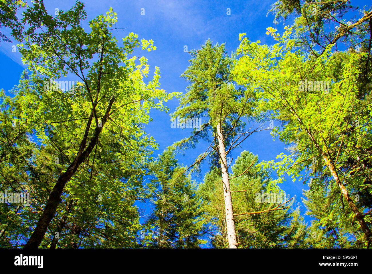 Tall trees rise in hi-res stock photography and images - Alamy