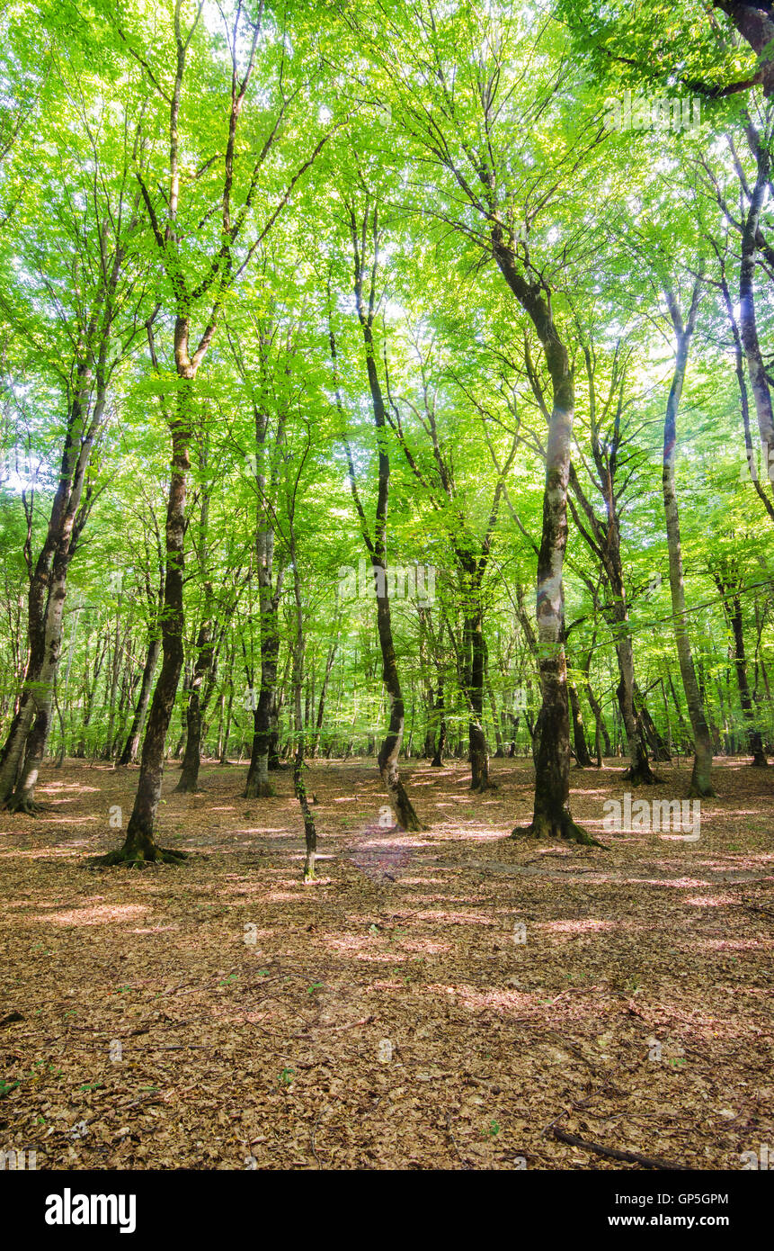 Green forest during bright summer day Stock Photo - Alamy