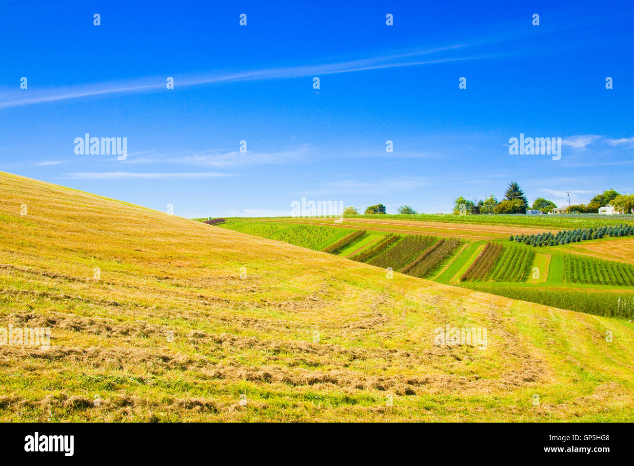 Rural landscape rows trees hi-res stock photography and images - Alamy