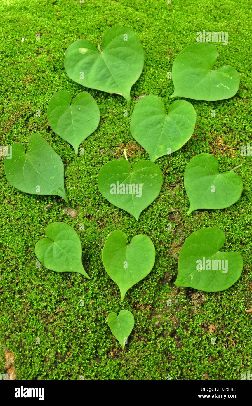 Green Heart Leaf on moss background Stock Photo - Alamy
