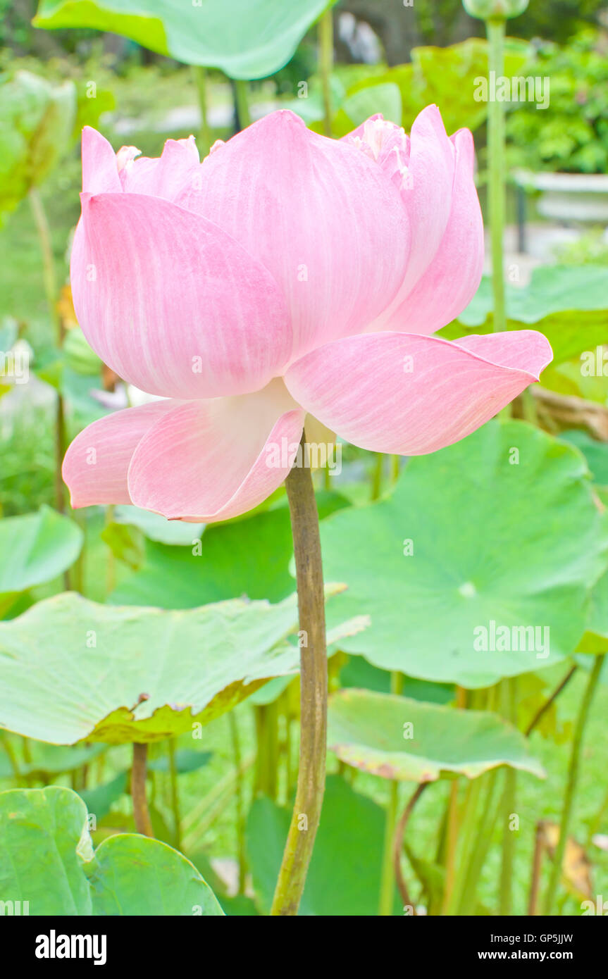 pink water lily flower (lotus) in a pond Stock Photo - Alamy