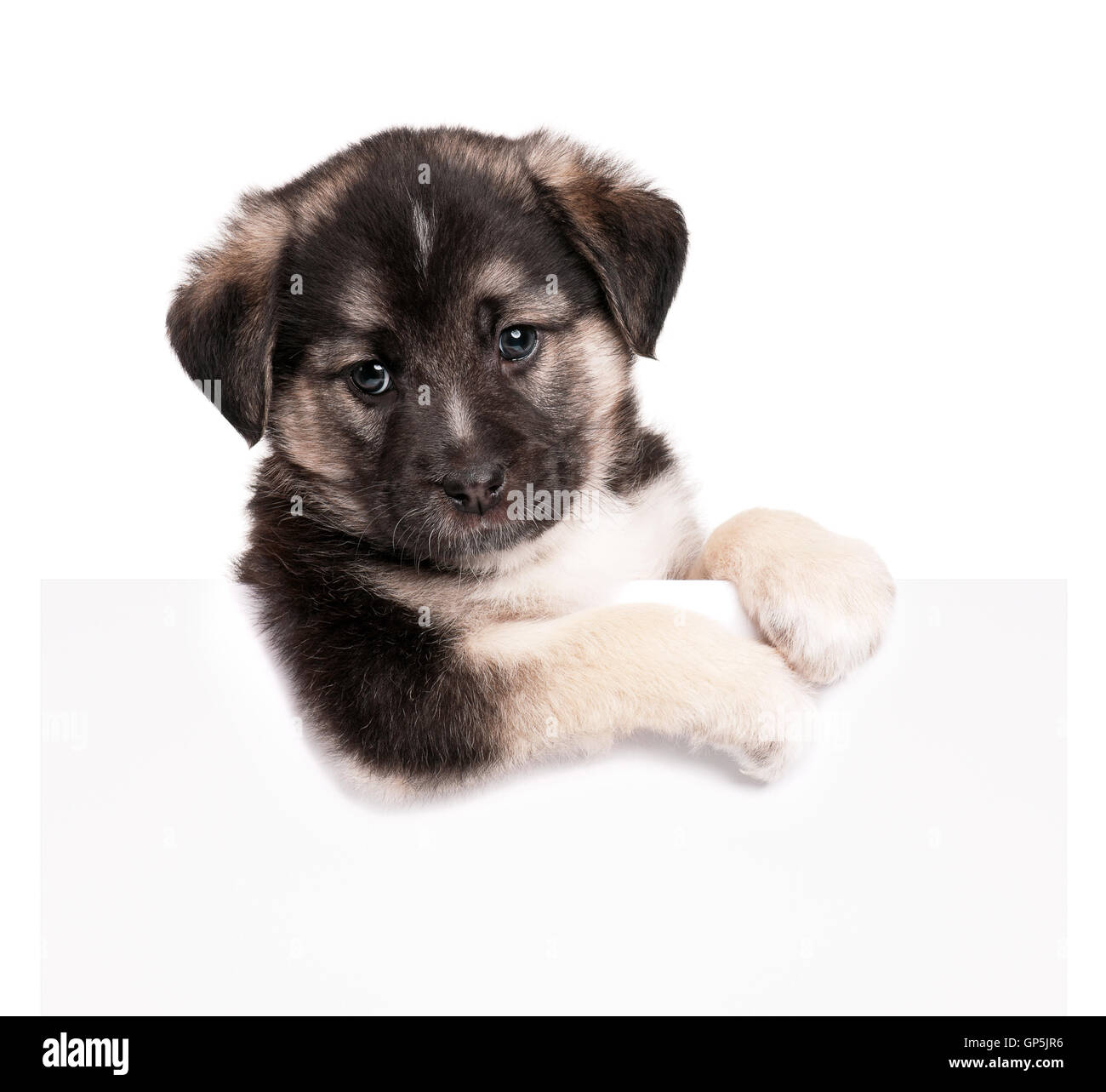 Puppy with paper Stock Photo - Alamy