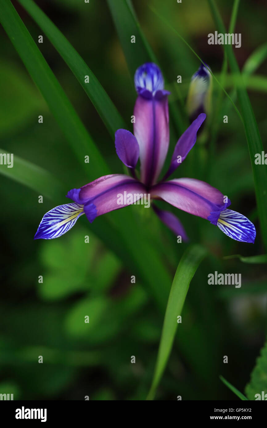 Beautiful wildflower hi-res stock photography and images - Alamy