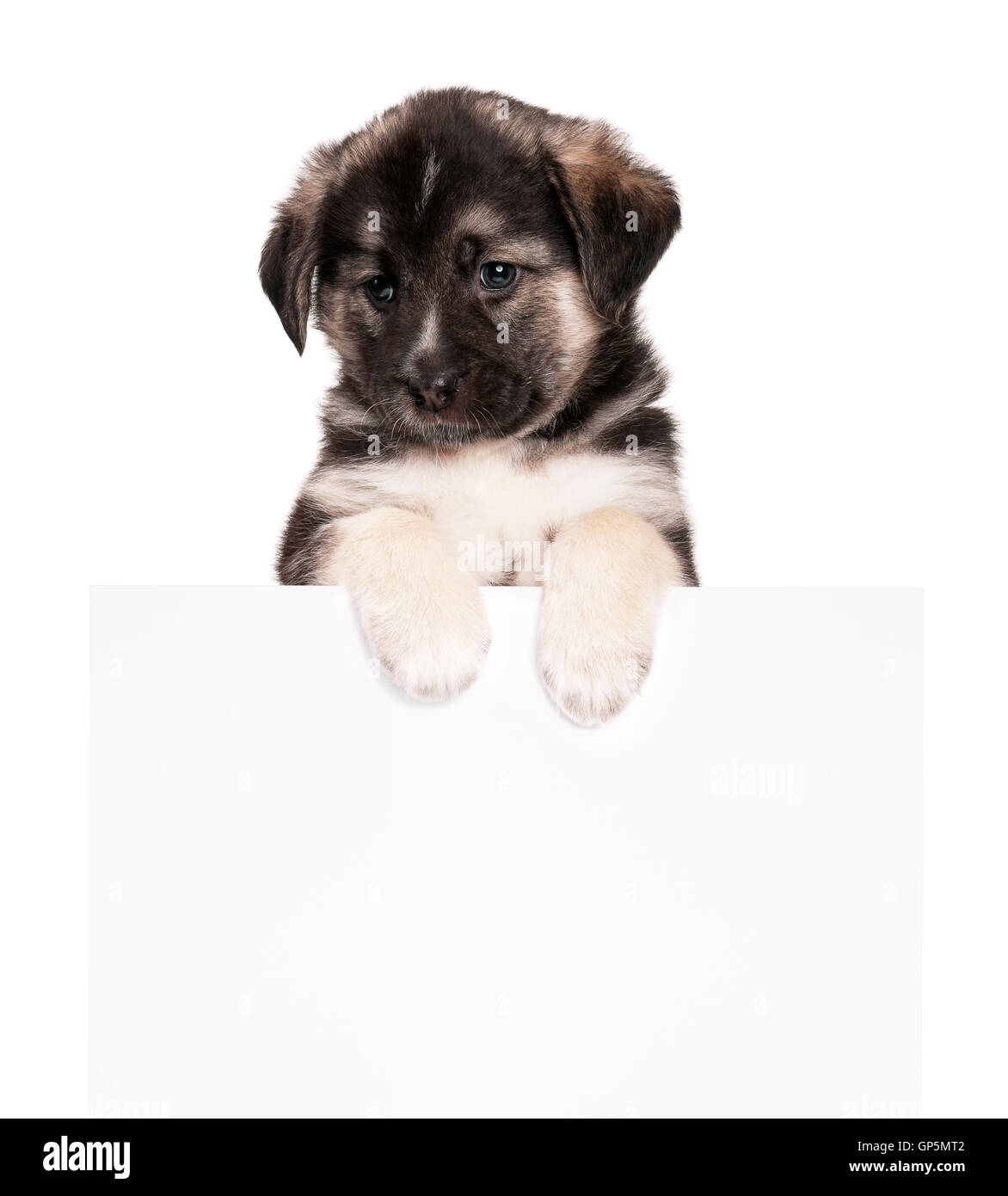 Puppy with paper Stock Photo - Alamy