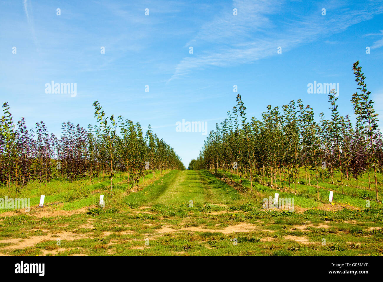 Tree Nursery Oregon Stock Photo Alamy