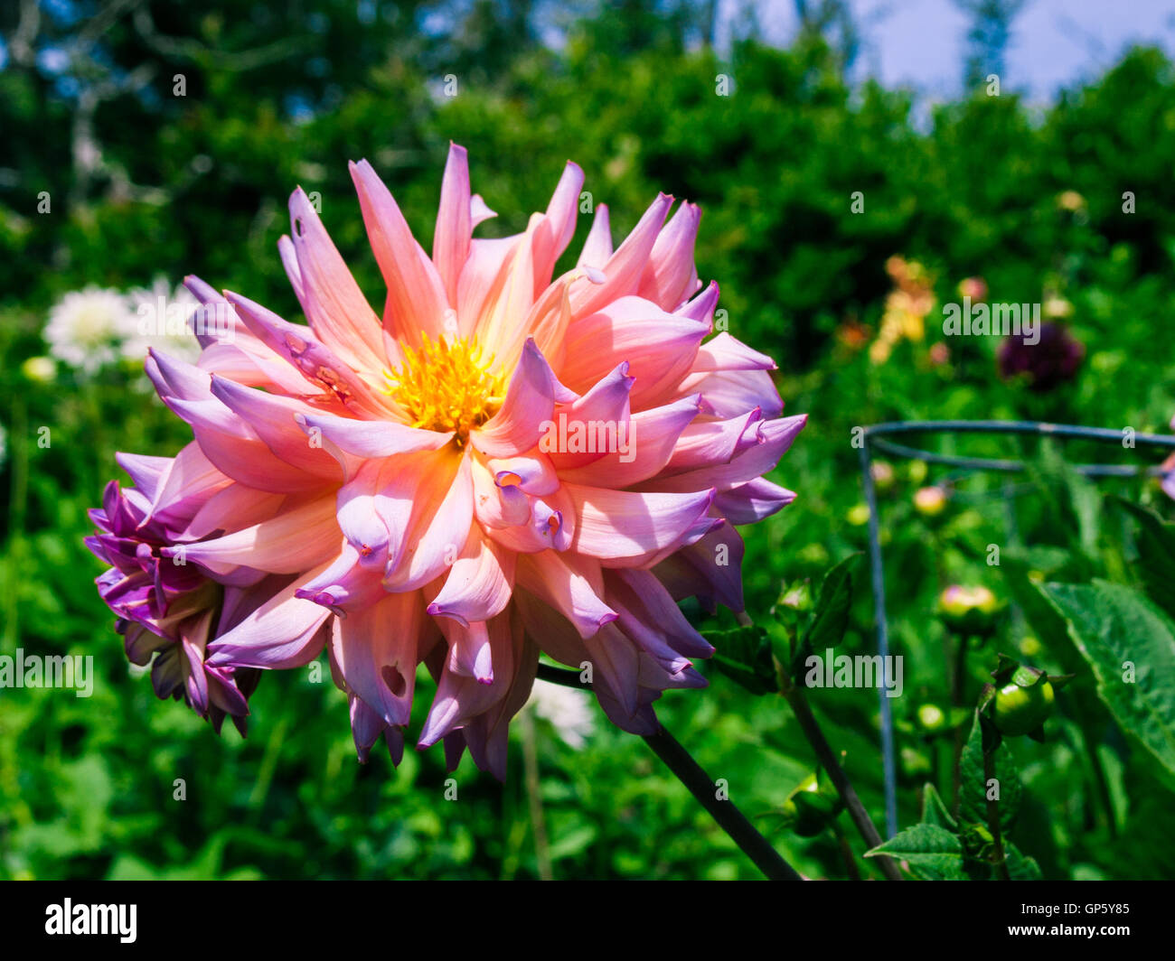 Dahlia in the sun Stock Photo Alamy