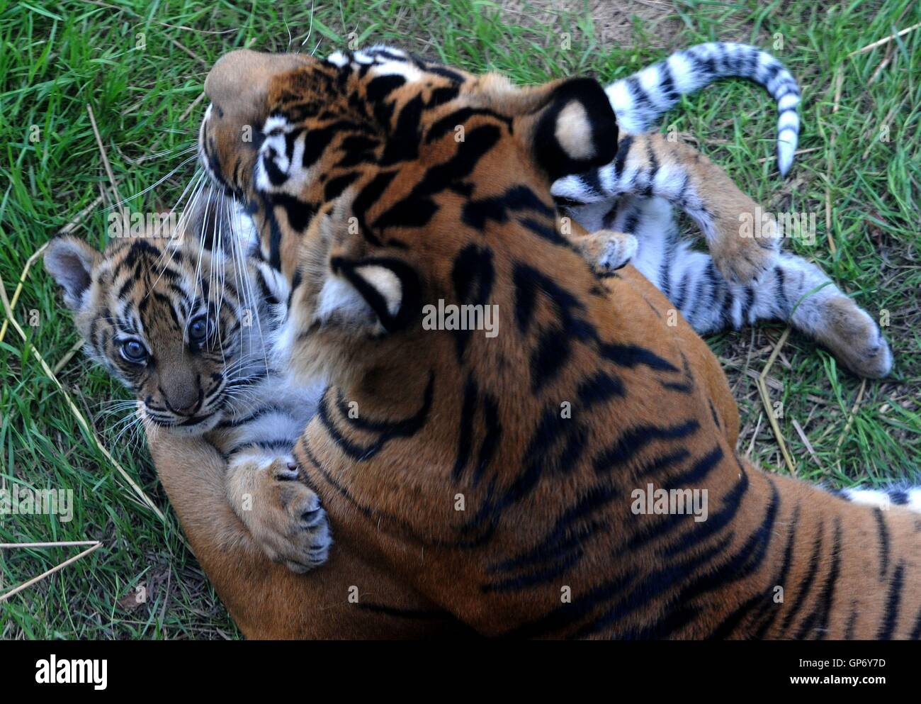 One of two Sumatran tiger cubs recently born at ZSL London Zoo, not yet
